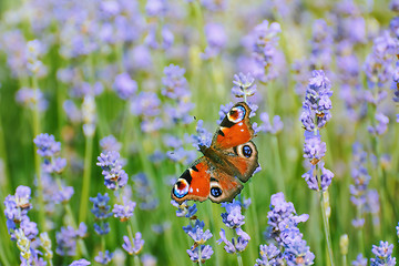 Image showing Peacock Butterfly