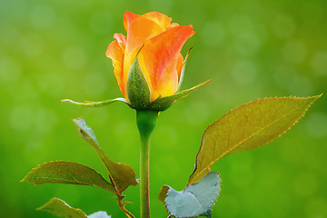 Image showing Rose