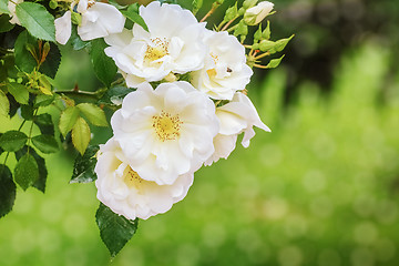 Image showing White Roses