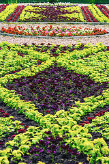 Image showing Bed of Flowers