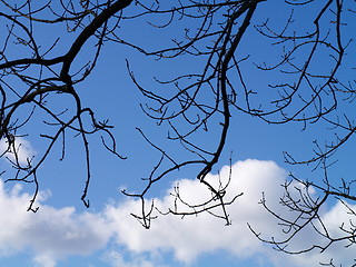 Image showing branches