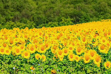 Image showing Sunflowers Field