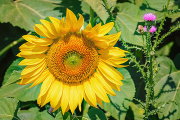 Image showing Sunflower and Plumeless Thistles