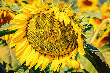 Image showing Ripe Sunflower