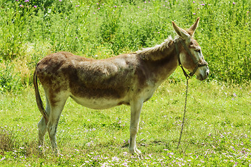 Image showing Donkey