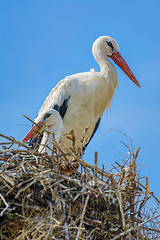 Image showing Storks in the Nest
