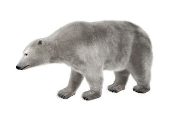 Image showing Polar Bear on White