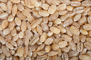 Image showing organic wheat grains 