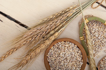 Image showing organic barley grains