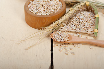 Image showing organic barley grains