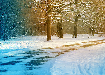 Image showing Beautiful winter forest