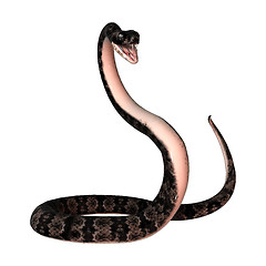 Image showing Cottonmouth Snake on White