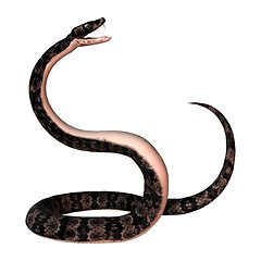 Image showing Cottonmouth Snake on White