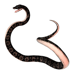 Image showing Cottonmouth Snake on White