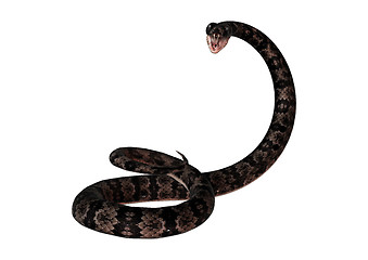 Image showing Cottonmouth Snake on White