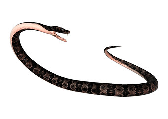 Image showing Cottonmouth Snake on White