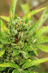 Image showing green marijuana plant