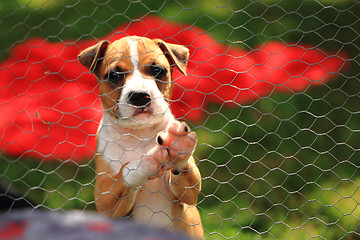 Image showing American Pit Bull Terrier