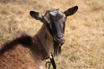 Image showing brown goat