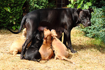 Image showing American Pit Bull Terrier as dog mother