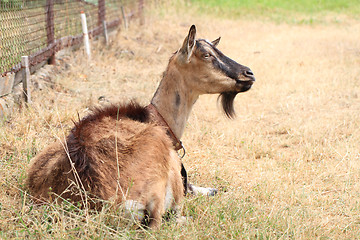 Image showing brown goat