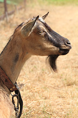 Image showing brown goat