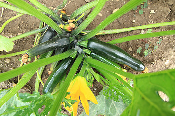 Image showing zucchini plant 