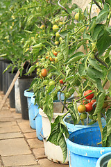 Image showing tomatoes plants