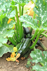 Image showing zucchini plant 