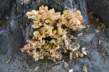 Image showing Bracket fungi on tree