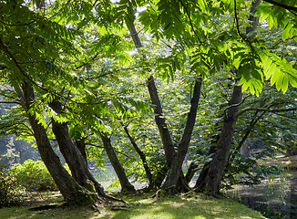 Image showing Sprintime in the forest 