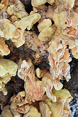 Image showing Bracket fungi on tree