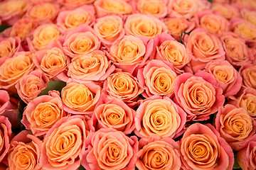 Image showing beautiful orange rose