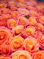 Image showing beautiful orange rose