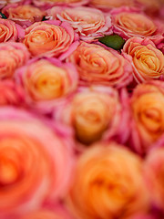 Image showing beautiful orange rose