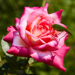 Image showing Katydid Tettigonia cantans on a pink rose. 