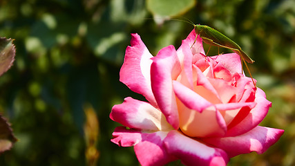 Image showing Katydid Tettigonia cantans on a pink rose. 