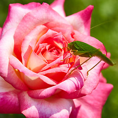 Image showing Katydid Tettigonia cantans on a pink rose. 