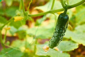 Image showing growing cucumbers in the garden