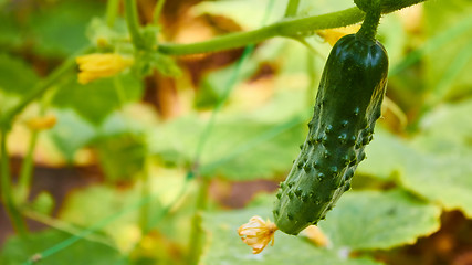 Image showing growing cucumbers in the garden