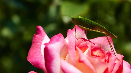 Image showing Katydid Tettigonia cantans on a pink rose. 