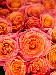 Image showing beautiful orange rose