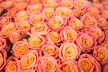 Image showing beautiful orange rose