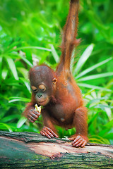 Image showing Wild Borneo Orangutan