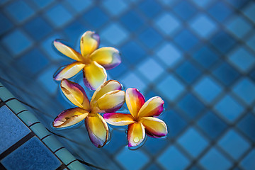 Image showing Tropical frangipani flowers floating