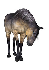 Image showing Grulla Horse on White