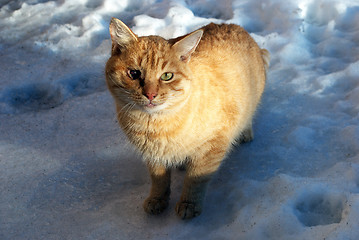 Image showing ginger cat standing in in the snow