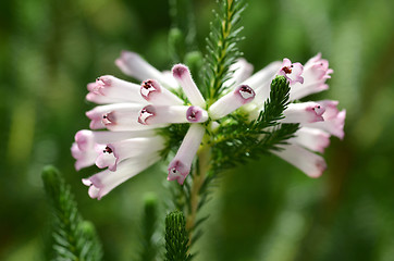 Image showing Beautiful purple flowers