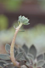 Image showing Sedeveria plant in the early days of spring.