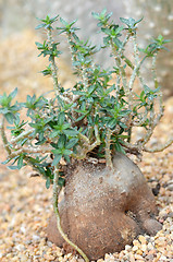Image showing Fockea edulis plant